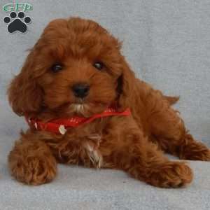 Charlie (micro), Cavapoo Puppy