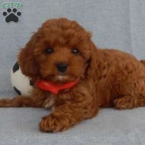 Charlie (micro), Cavapoo Puppy