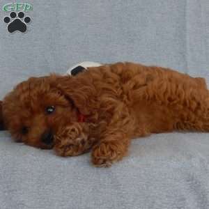Charlie (micro), Cavapoo Puppy