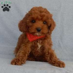 Charlie (micro), Cavapoo Puppy