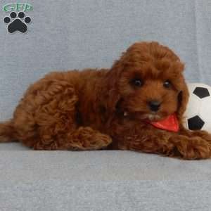 Charlie (micro), Cavapoo Puppy