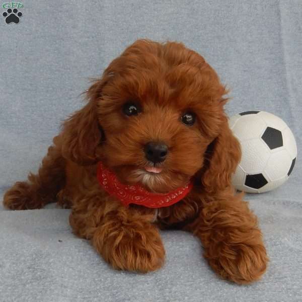 Charlie (micro), Cavapoo Puppy