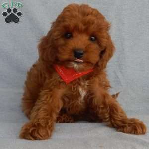 Charlie (micro), Cavapoo Puppy