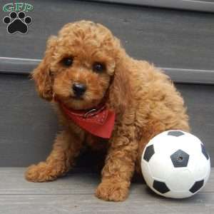 Charlie (micro), Cavapoo Puppy
