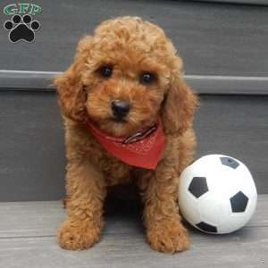 Charlie (micro), Cavapoo Puppy