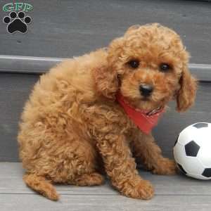 Charlie (micro), Cavapoo Puppy