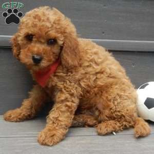 Charlie (micro), Cavapoo Puppy