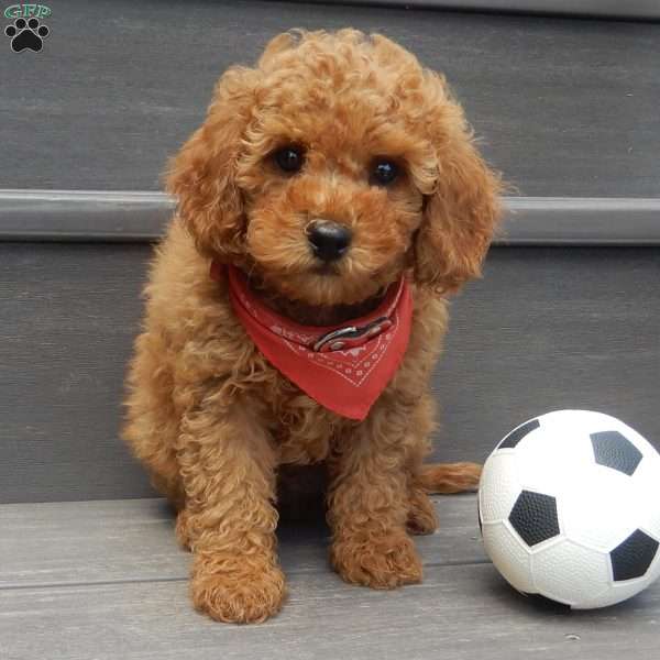 Charlie (micro), Cavapoo Puppy