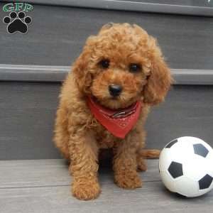 Charlie (micro), Cavapoo Puppy