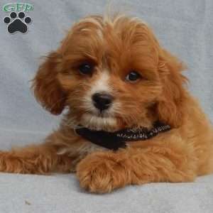 Rambo (micro), Cavapoo Puppy