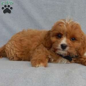 Rambo (micro), Cavapoo Puppy