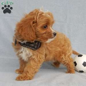 Rambo (micro), Cavapoo Puppy