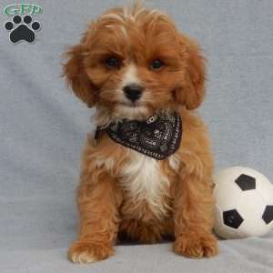 Rambo (micro), Cavapoo Puppy