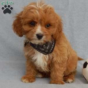 Rambo (micro), Cavapoo Puppy