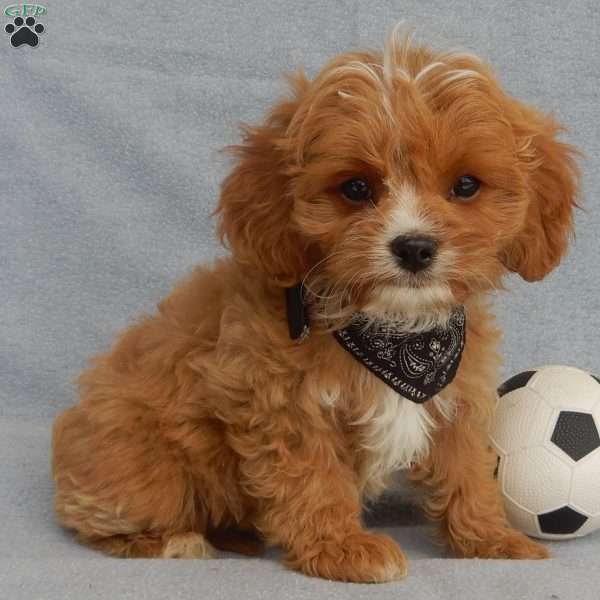Rambo (micro), Cavapoo Puppy