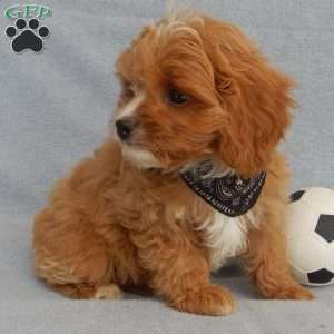 Rambo (micro), Cavapoo Puppy