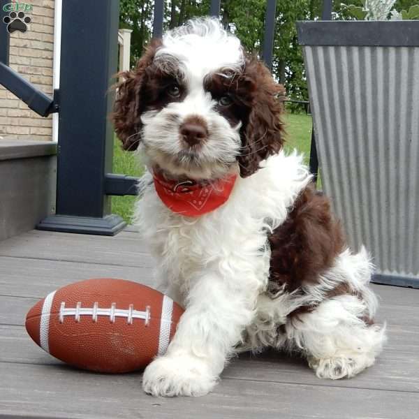 Patches, Cockapoo Puppy