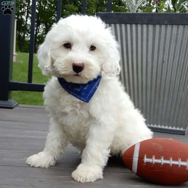 Parker, Mini Goldendoodle Puppy