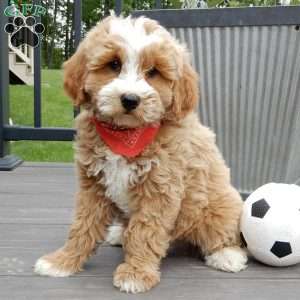 Milo, Mini Goldendoodle Puppy