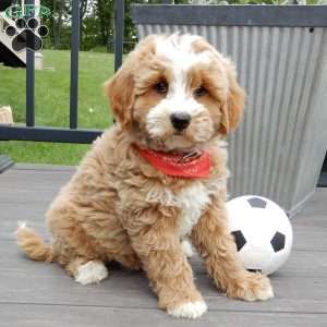 Milo, Mini Goldendoodle Puppy