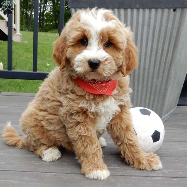 Milo, Mini Goldendoodle Puppy
