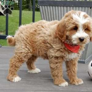 Milo, Mini Goldendoodle Puppy