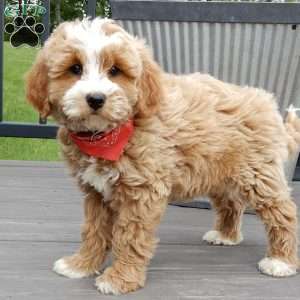 Milo, Mini Goldendoodle Puppy