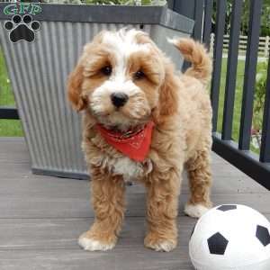 Milo, Mini Goldendoodle Puppy