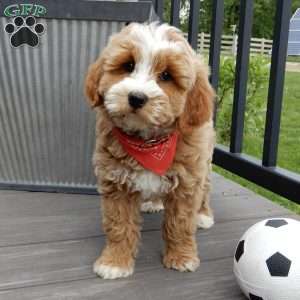 Milo, Mini Goldendoodle Puppy