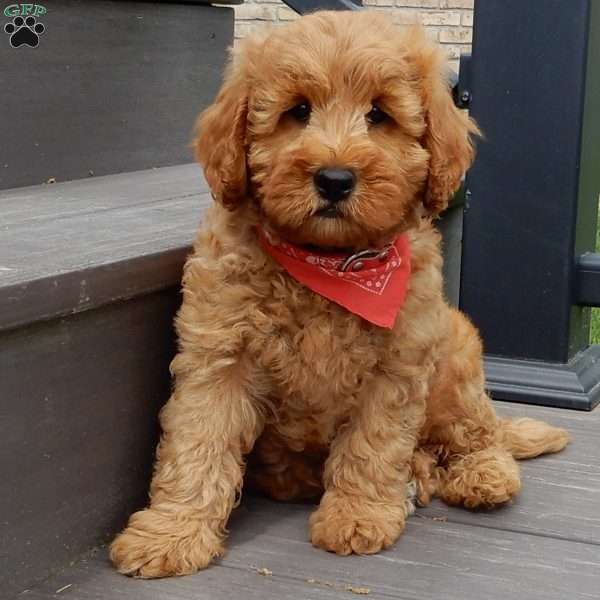 Tucker, Mini Goldendoodle Puppy