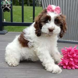 Mocha, Cockapoo Puppy