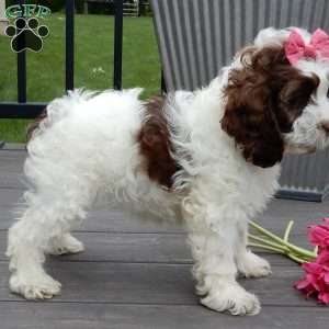 Mocha, Cockapoo Puppy