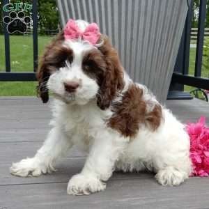 Mocha, Cockapoo Puppy