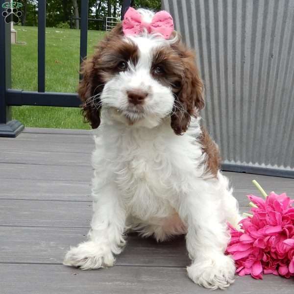 Mocha, Cockapoo Puppy