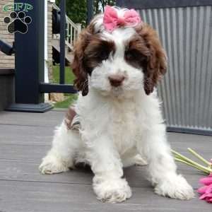 Mocha, Cockapoo Puppy