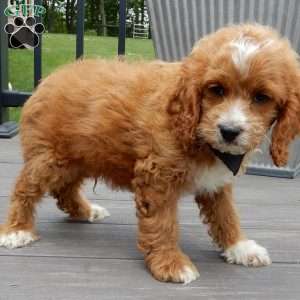 Lenny, Cockapoo Puppy