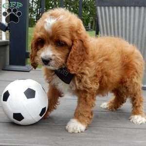 Lenny, Cockapoo Puppy