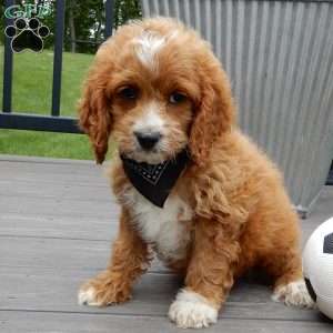 Lenny, Cockapoo Puppy