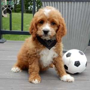 Lenny, Cockapoo Puppy