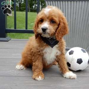 Lenny, Cockapoo Puppy