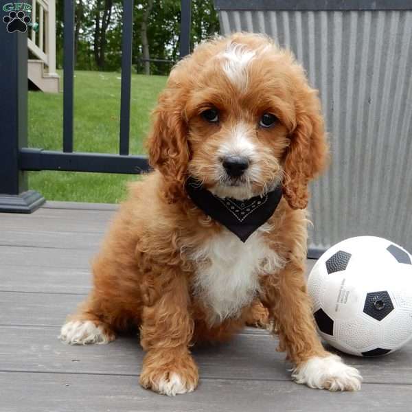 Lenny, Cockapoo Puppy