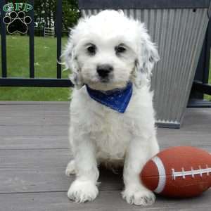 Boomer, Cockapoo Puppy