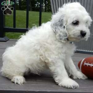Boomer, Cockapoo Puppy