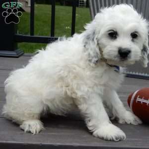 Boomer, Cockapoo Puppy