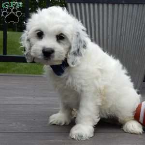 Boomer, Cockapoo Puppy