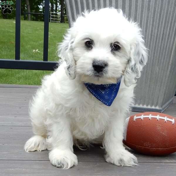 Boomer, Cockapoo Puppy