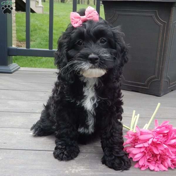 Ellie, Cockapoo Puppy