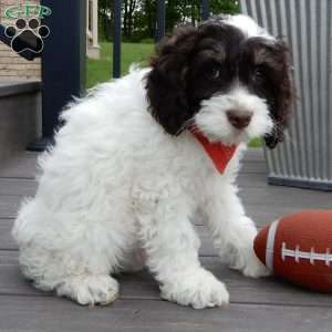 Bingo, Cockapoo Puppy