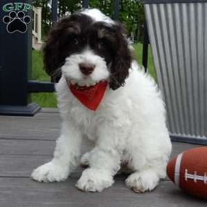 Bingo, Cockapoo Puppy