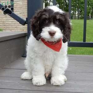 Bingo, Cockapoo Puppy